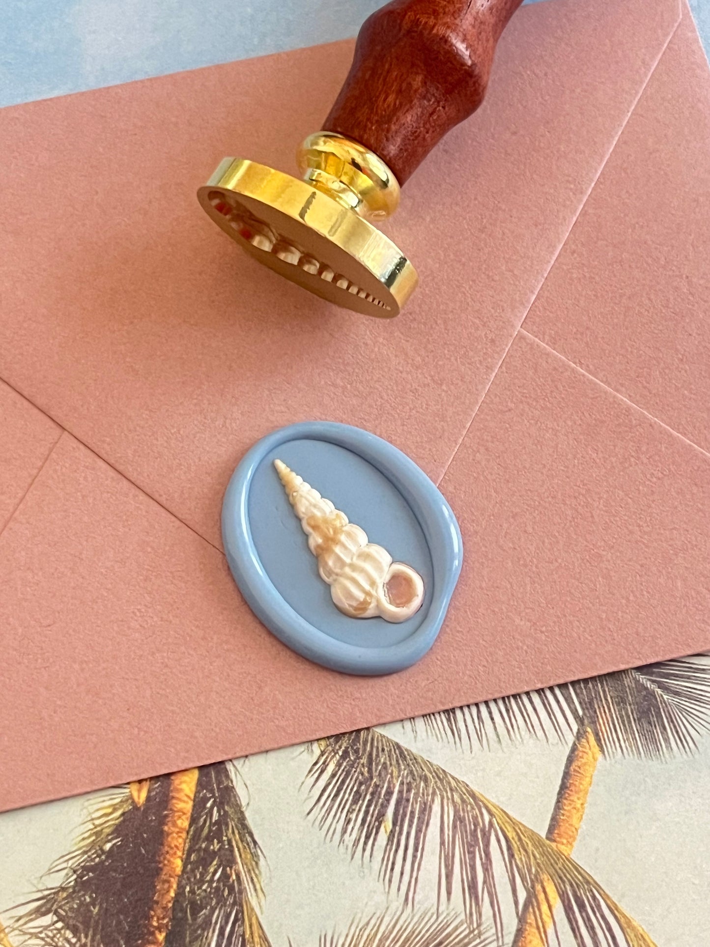 Turritella Shell